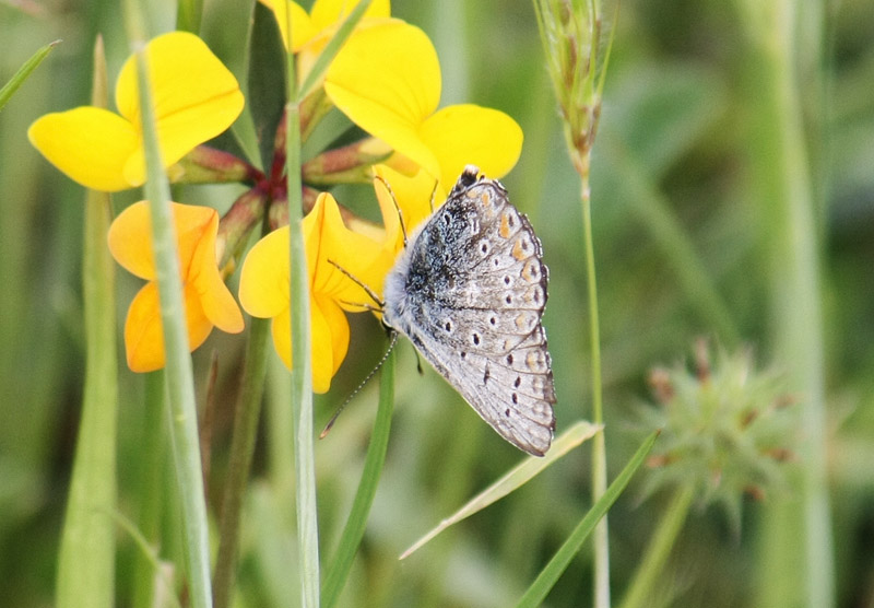 Polyommatus